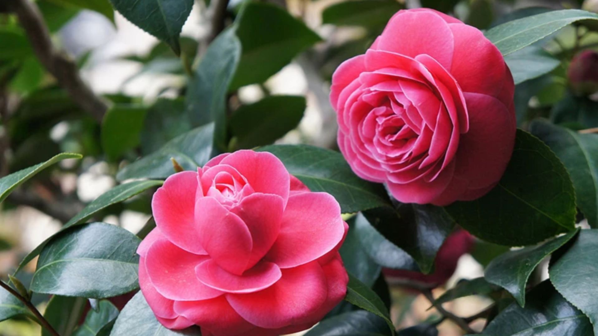 Tổng Quan Về Cây Hoa Trà